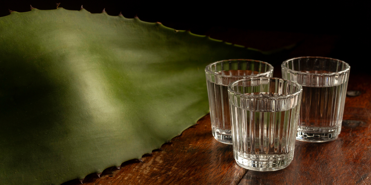 Tour del mezcal en Oaxaca: las mejores rutas, fábricas y experiencias.