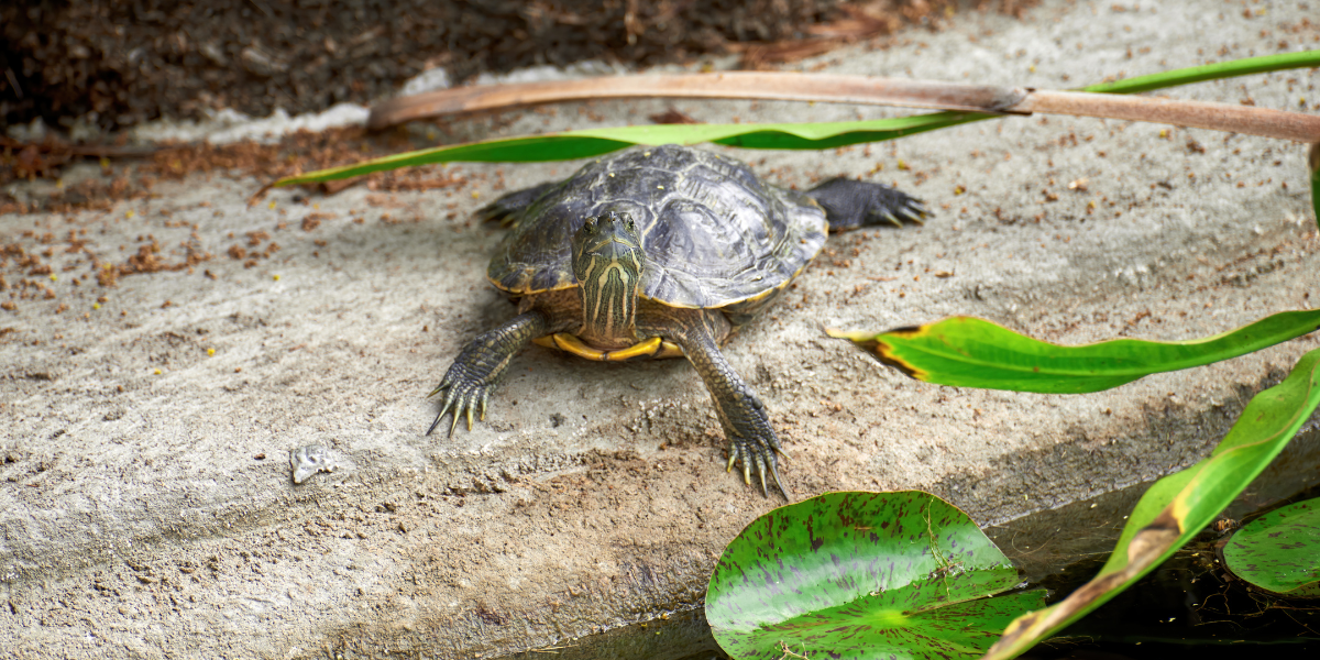 Avistamiento de tortugas en Oaxaca: cuándo, dónde y cómo vivir esta experiencia única.