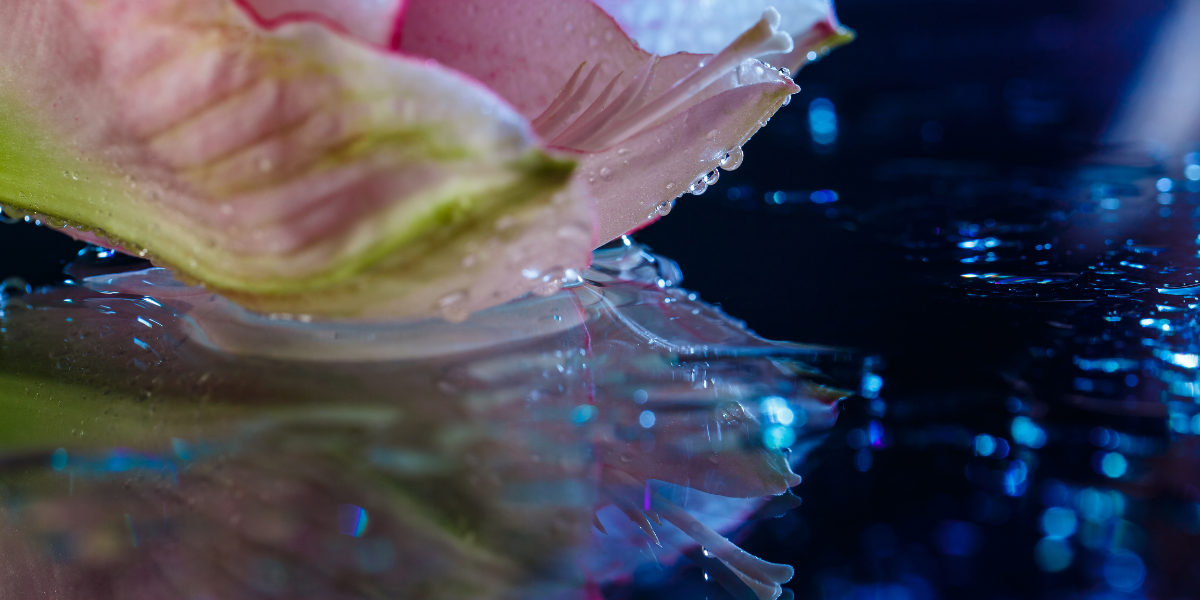 Bioluminiscencia en Oaxaca: guía completa para vivir este espectáculo natural.